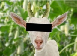 网红驯鹿吃瓜是真的吗知乎