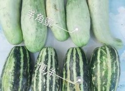 武都吃瓜网红是谁,网络红人的崛起与影响力