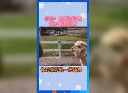 娱乐吃瓜群众模板,揭秘明星背后的故事，带你领略明星们的真实生活